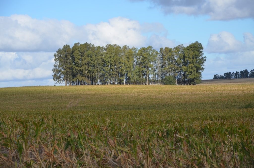 Campo agrícola en San José sobre ruta