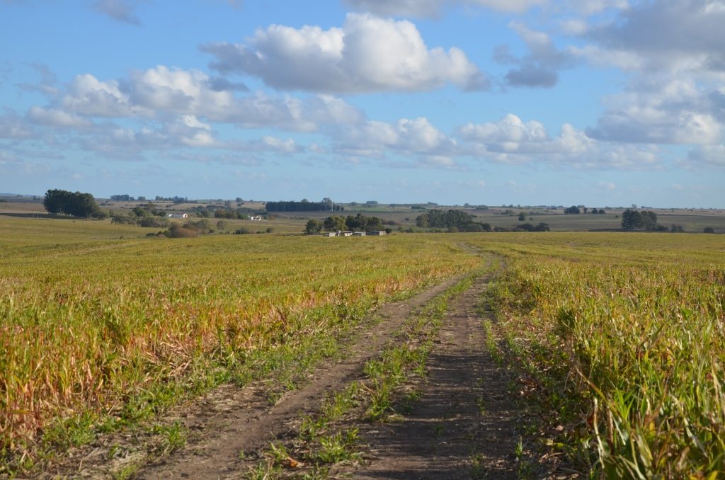 Campo agrícola en San José sobre ruta — 2