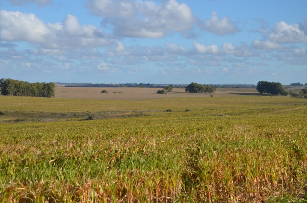 Campo agrícola en San José sobre ruta — 3