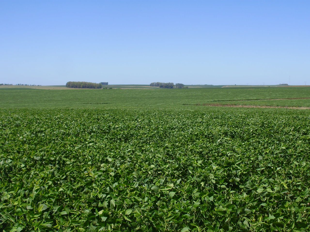 Campo agrícola sobre ruta en Soriano — 4