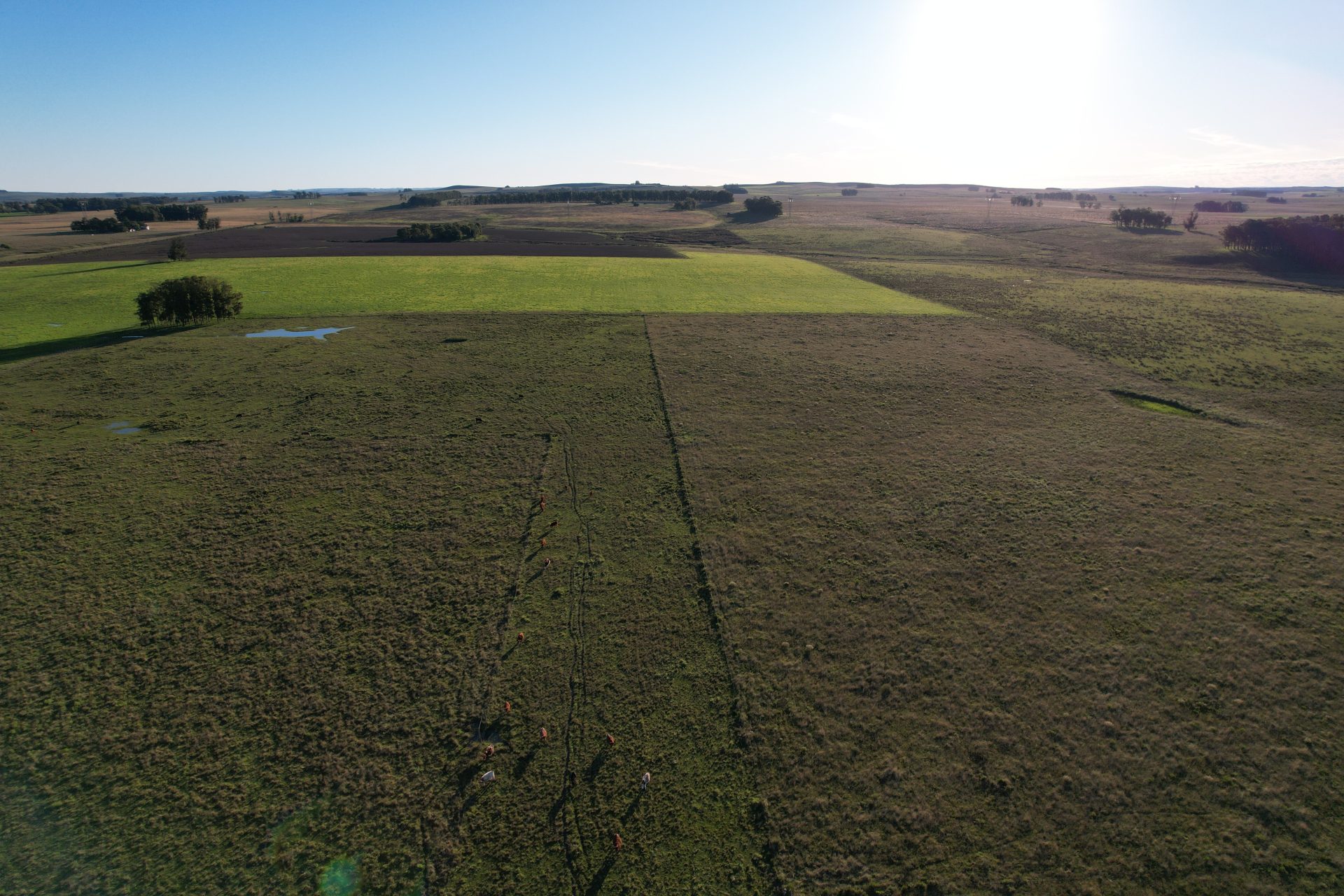 Campo agrícola sobre Ruta 8 en Lavalleja — 4
