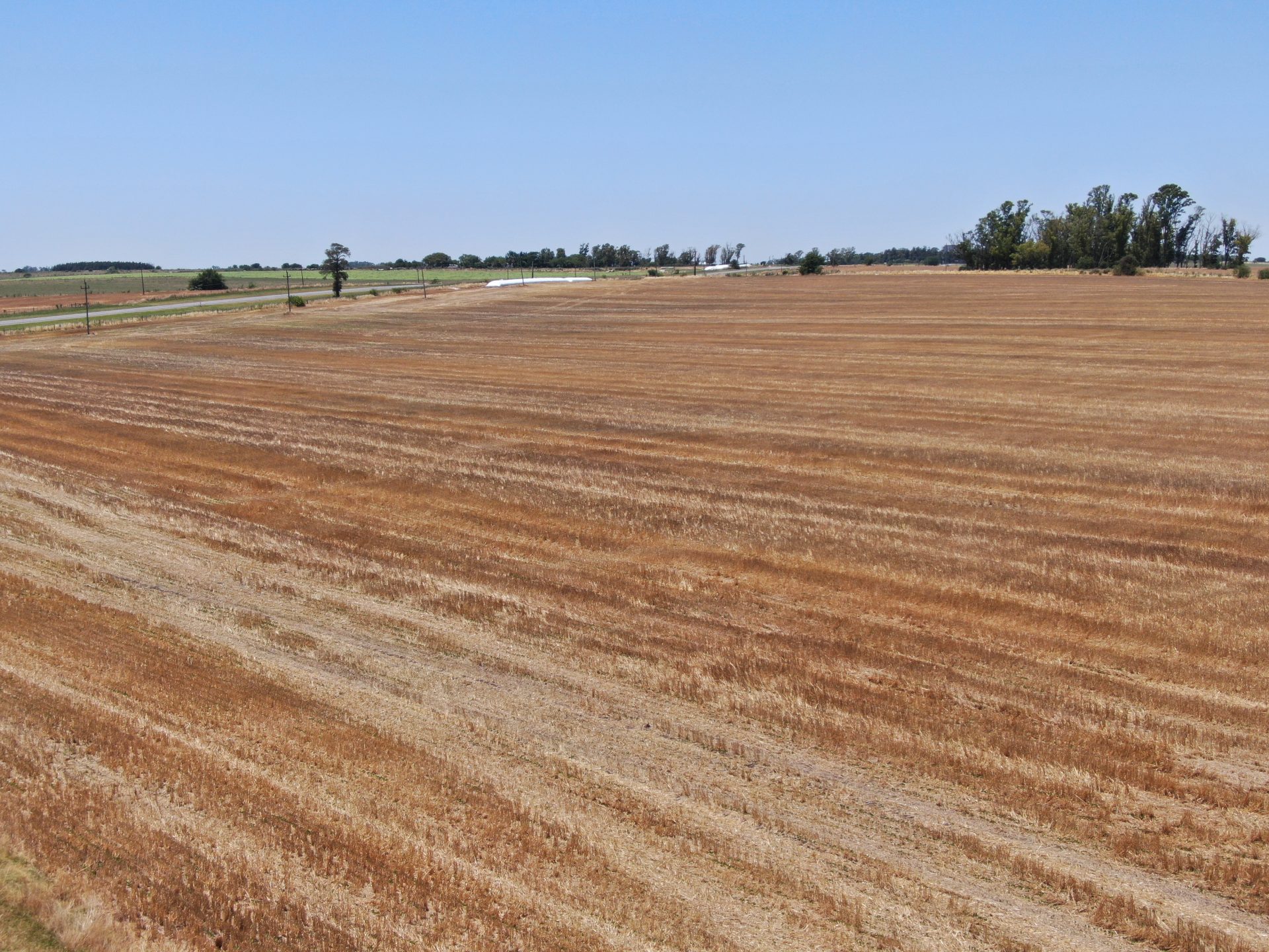 Campo de 85 ha en Soriano — 2