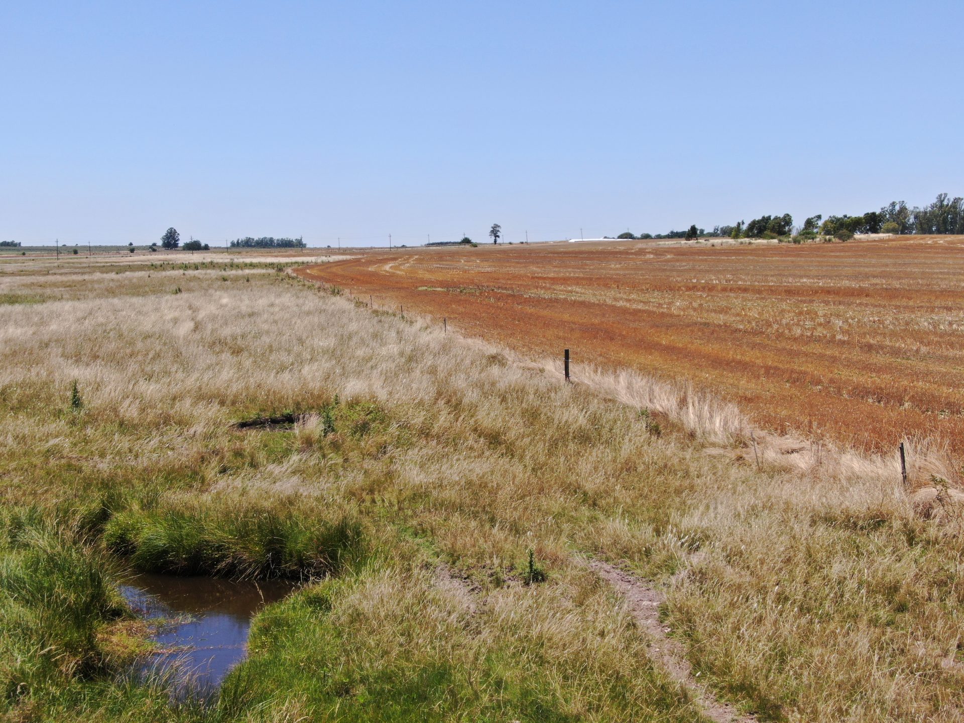 Campo de 85 ha en Soriano — 4