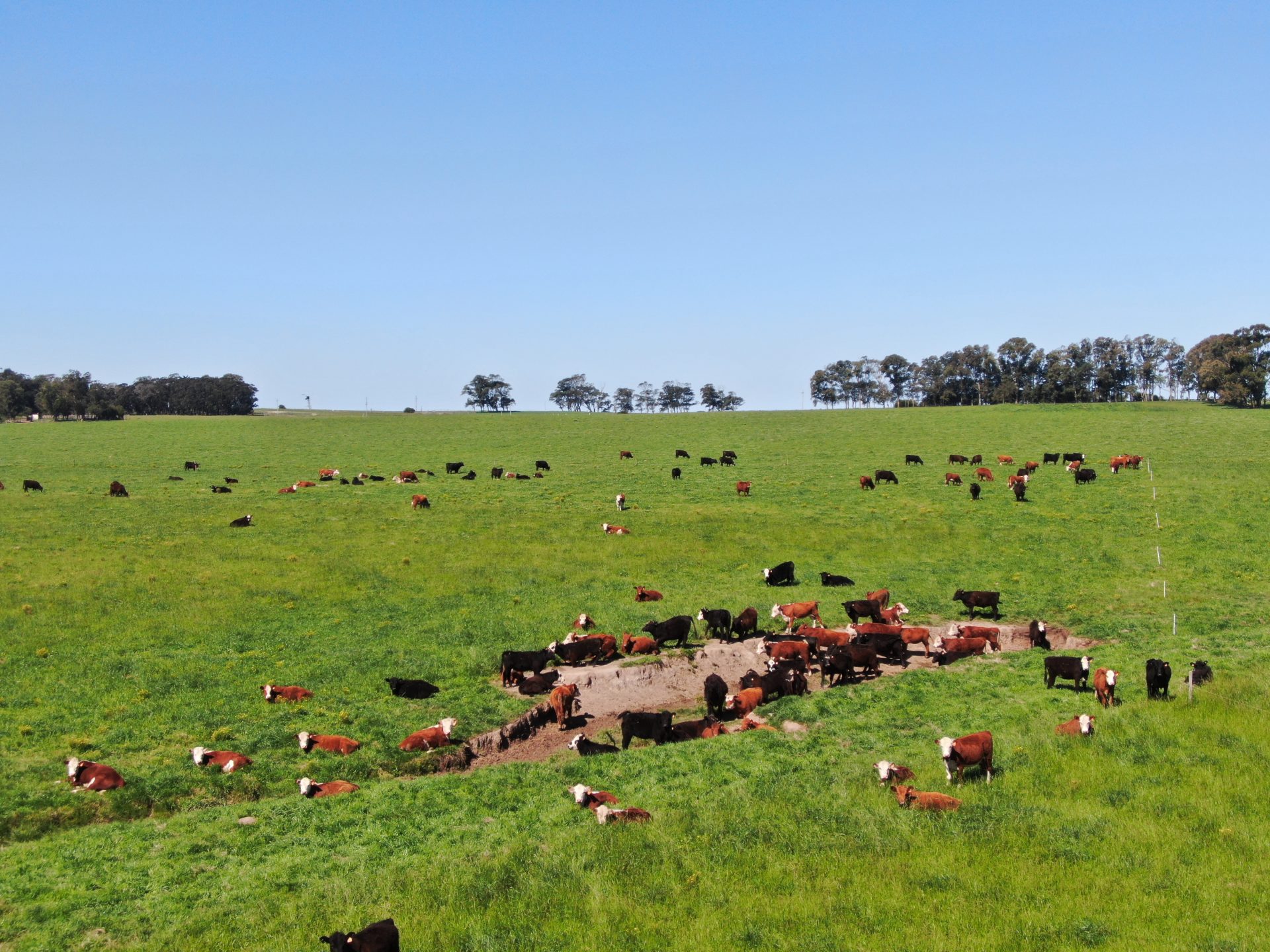 Campo de 1.000 ha en Rocha — 2
