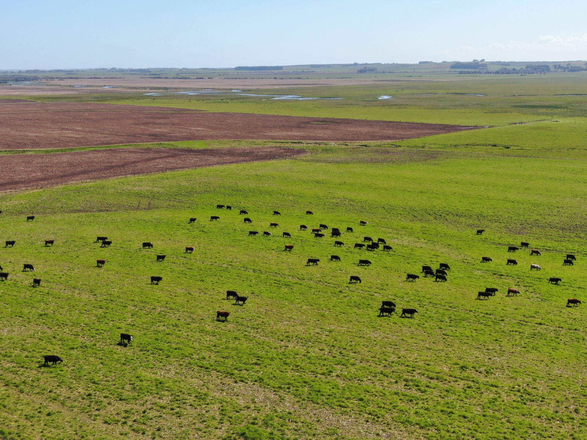 Campo de 1.000 ha en Rocha — 4