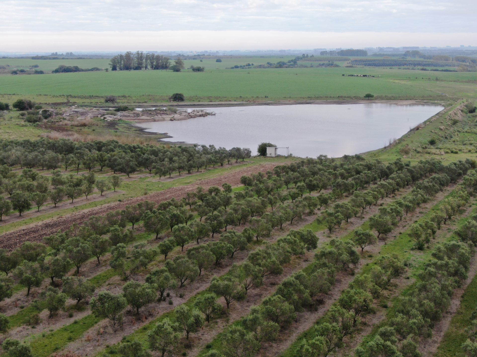 Campo de 100 ha en Colonia — agrícola/ganadero con olivos — 2
