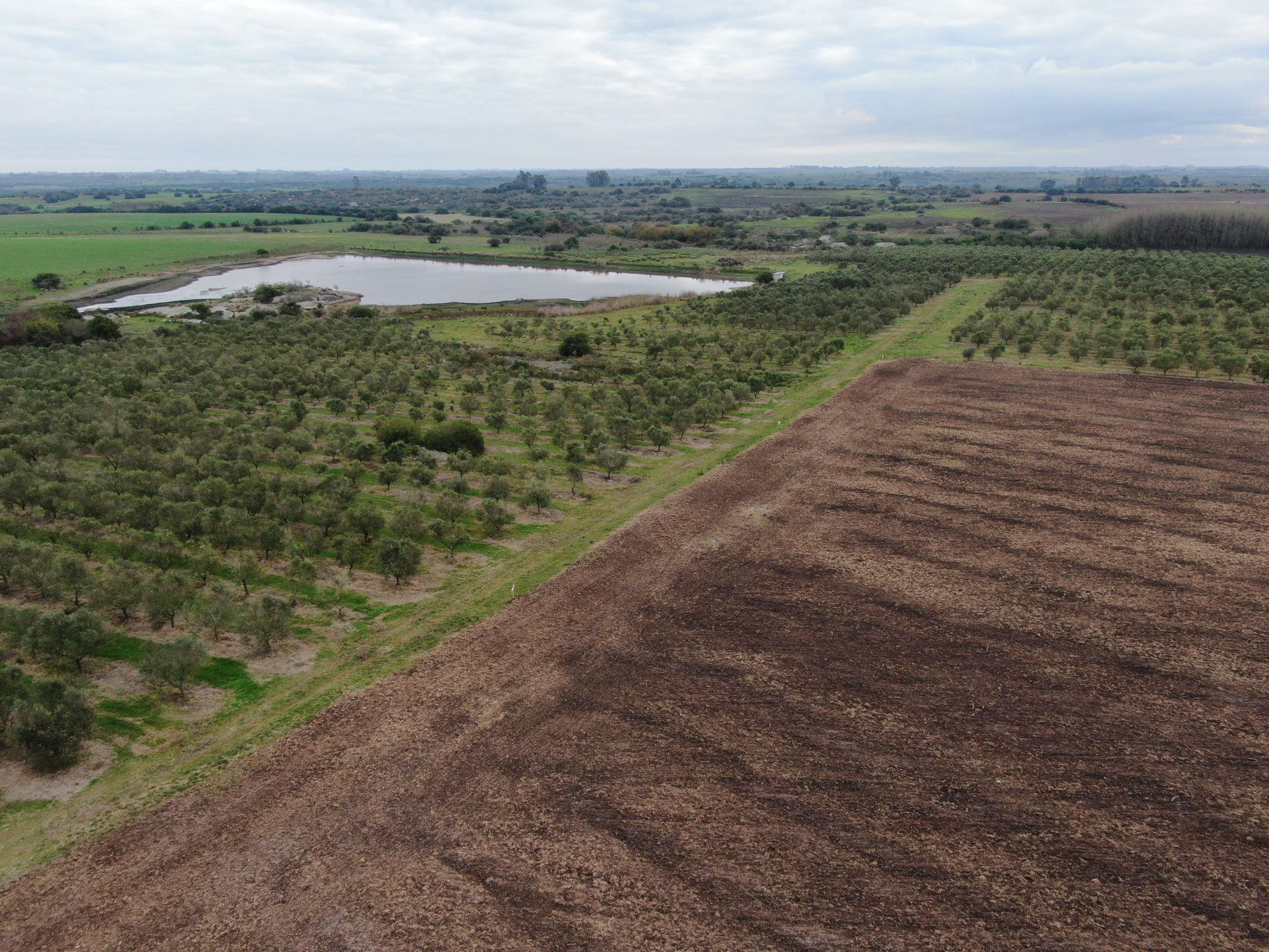 Campo de 100 ha en Colonia — agrícola/ganadero con olivos — 3
