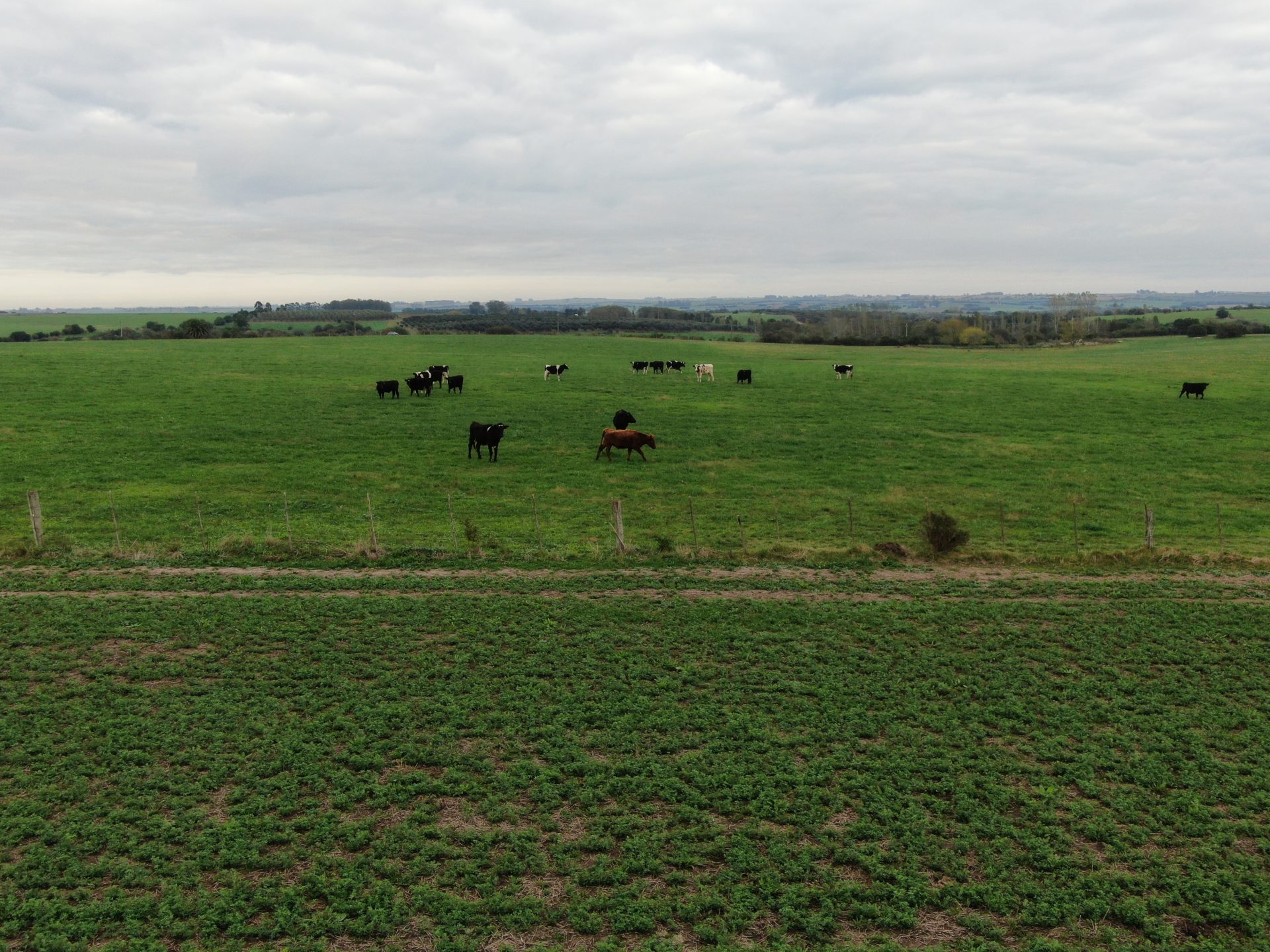 Campo de 100 ha en Colonia — agrícola/ganadero con olivos — 4